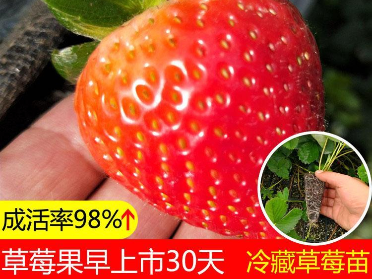 丹莓2号草莓品种特征图片