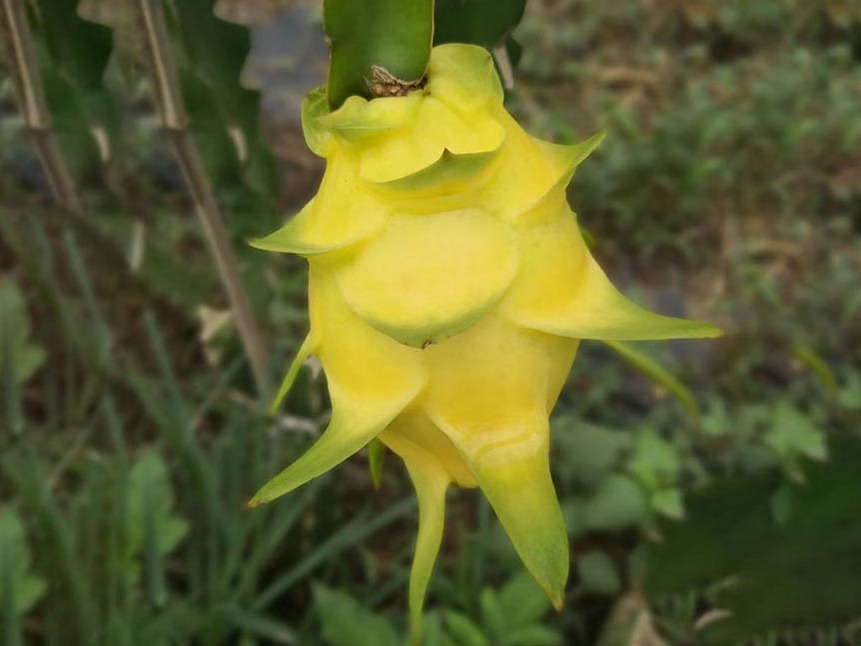 天然有机草莓2天然有机草莓3天然有机草莓5红心火龙果红心火龙果5红心
