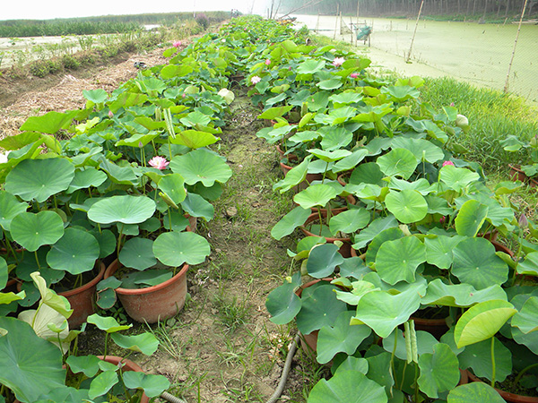 种植施工案例起苗施工案例生态浮岛案例水景绿化工程案例拥有千亩荷花